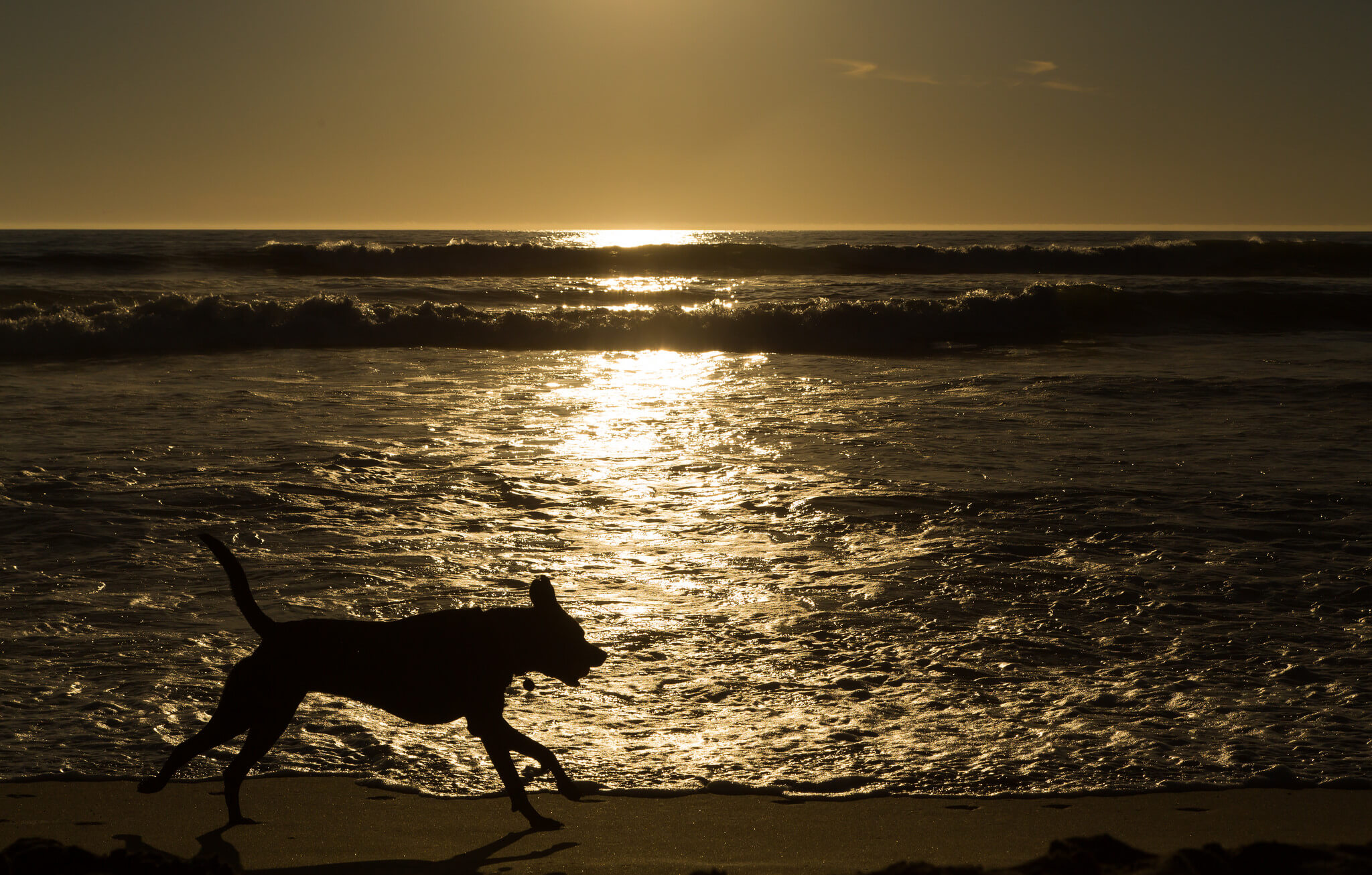 DMV selfserve kiosk debuts at Safeway SFBay