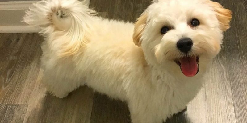 Man reportedly steals two Maltipoo puppies after responding to ad – SFBay