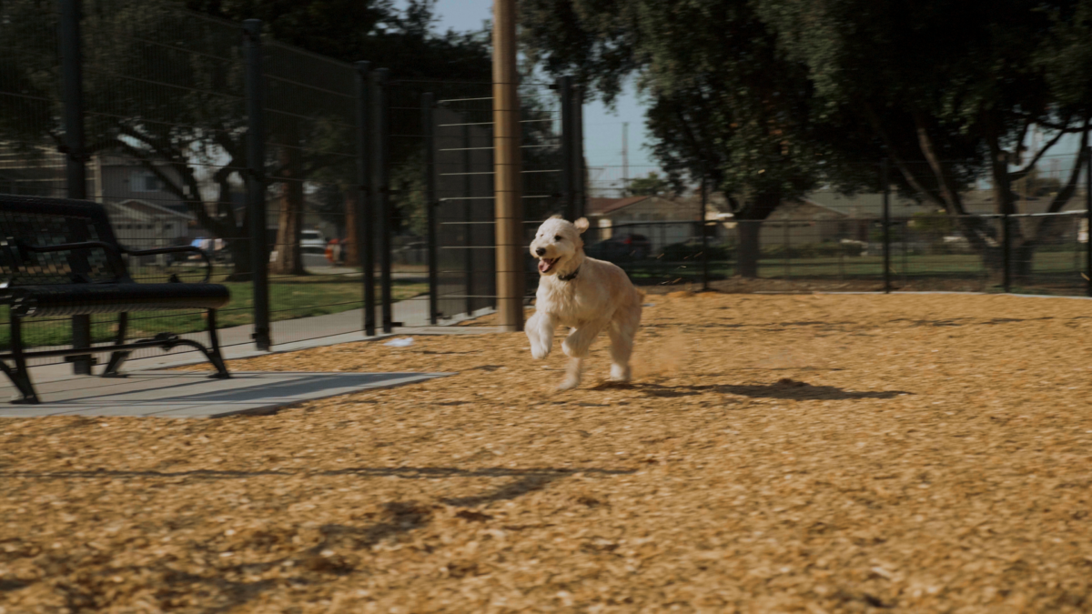 San Jose’s new offleash dog park makes for happy tails SFBay