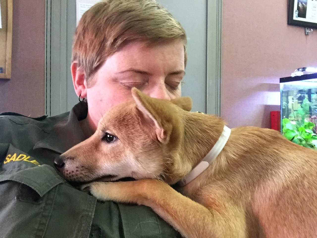 Humane Society offers San Mateo County residents free pet food SFBay